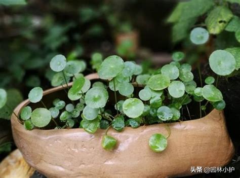 圓形葉子的植物|5種葉子圓圓的植物，養一盆，好運來